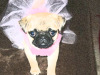 Pug