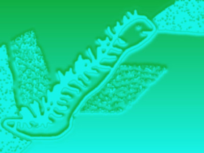 Caterpillar2